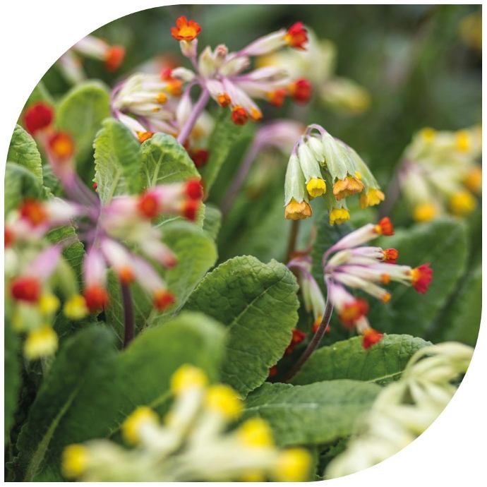 Fleurs naturelles Horae